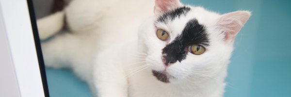 BelfastCatsProt Profile Banner