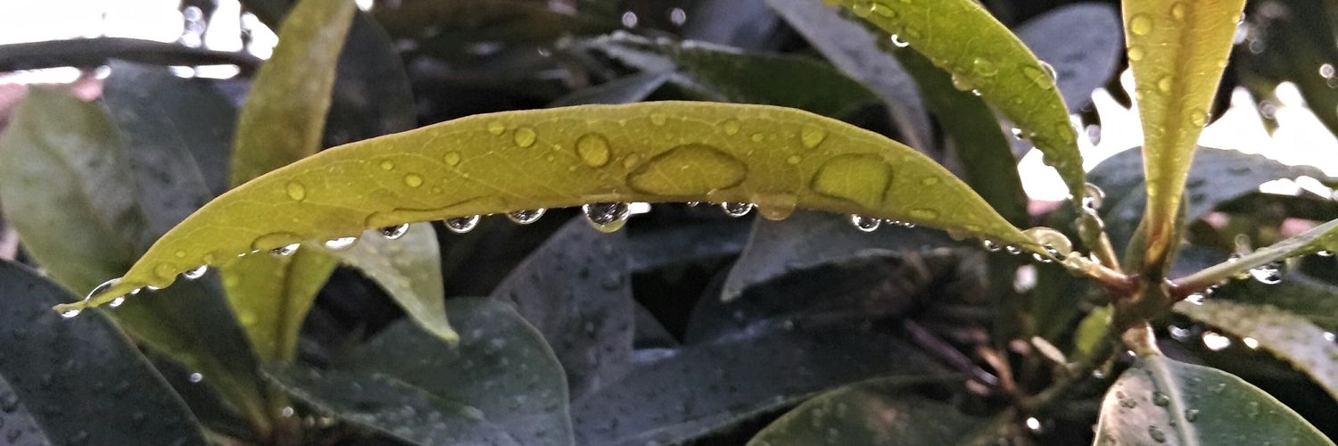 CaffeinatedIQ's profile banner image