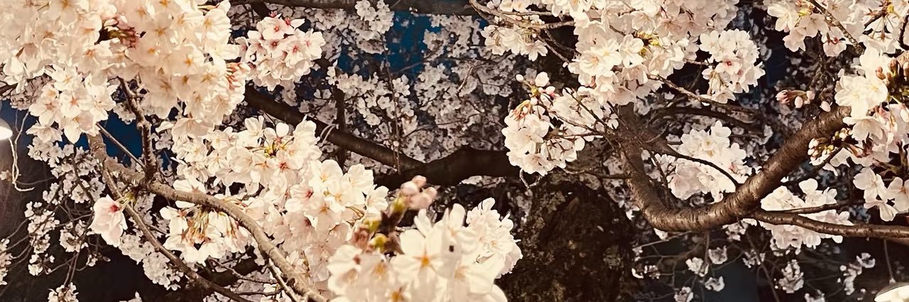 用户名称叫Jelli banner