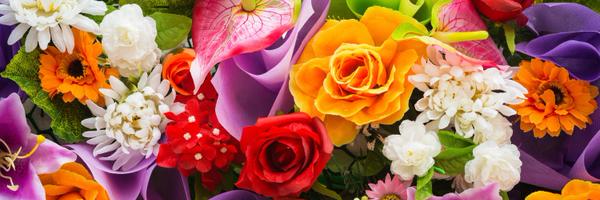 AnneLHarrisHawk Profile Banner