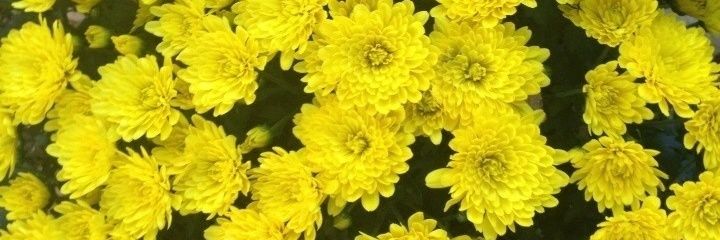mareejeny's profile banner image