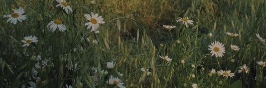 mochicks_'s profile banner image