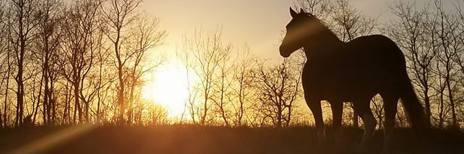 JustEnjoyPhoto's profile banner image