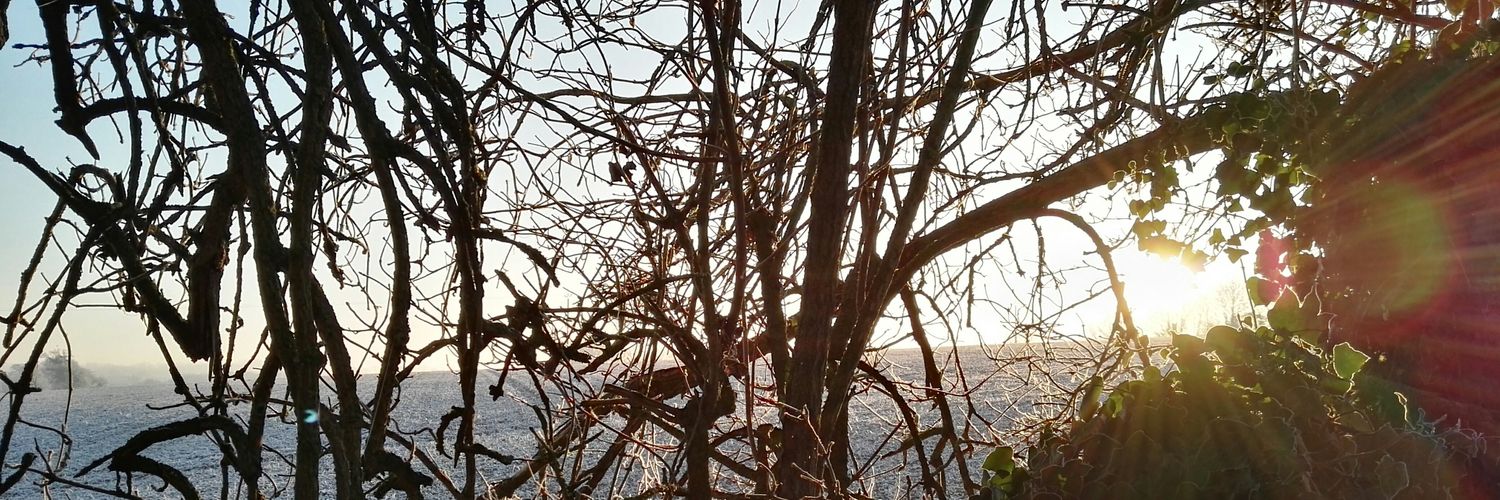 Pigeonneaux's profile banner image