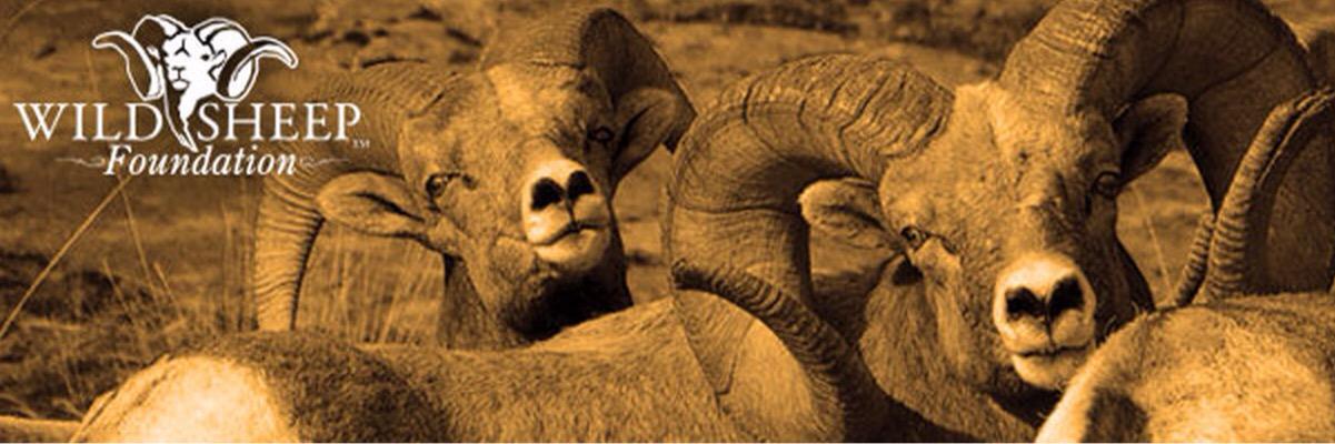 WildSheep Foundation banner
