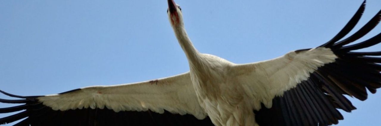 BrodaTaurus's profile banner image