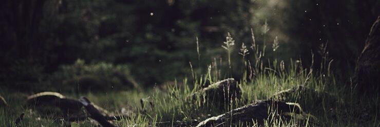 Kungpyd's profile banner image