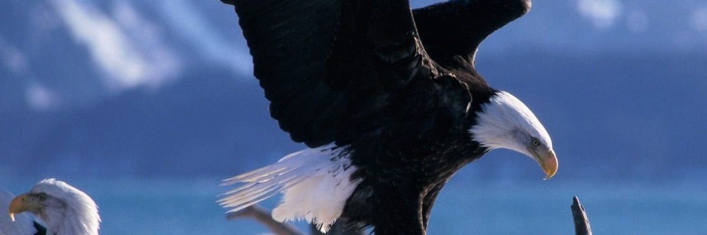 dwbeisner's profile banner image