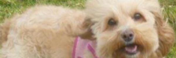 Alekza_CP Profile Banner