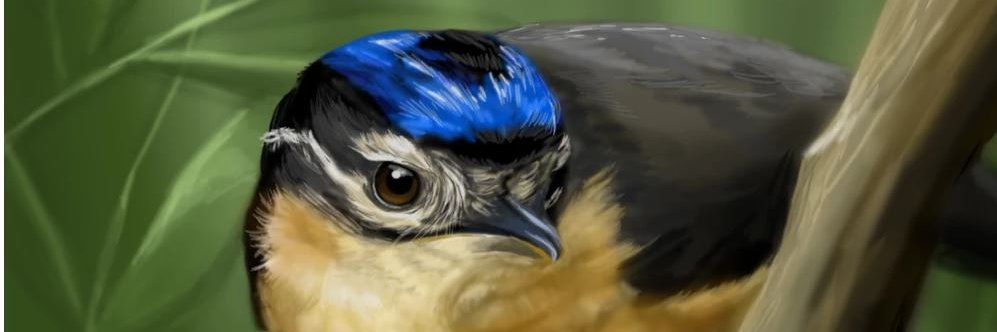 Mary Casillas Freisner banner