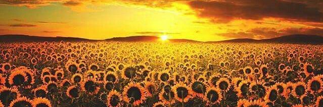 maanu_leite's profile banner image