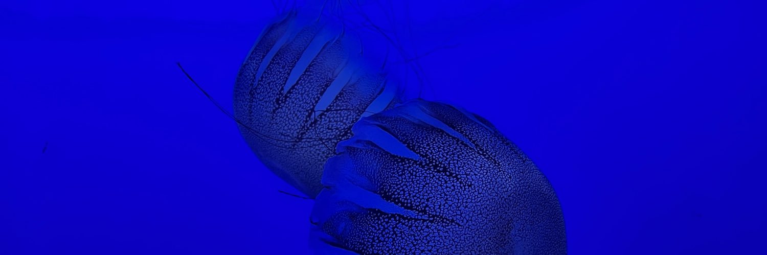 caseyhoctor's profile banner image