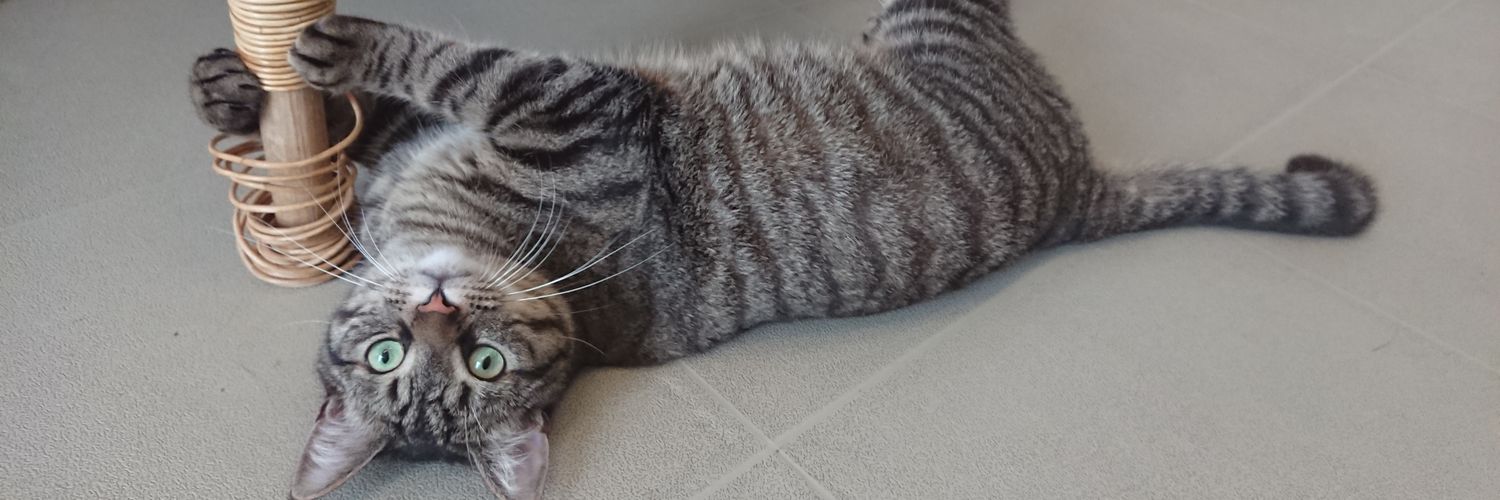 Dierenstee's profile banner image