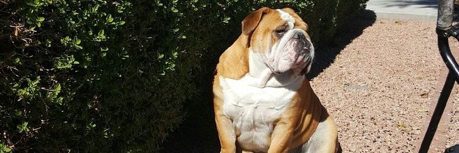 jddunn25's profile banner image