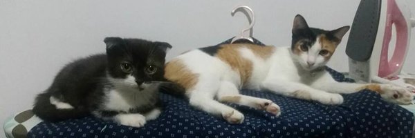 Daneliecasts Profile Banner