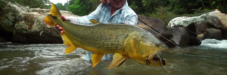 jungleangler's profile banner image