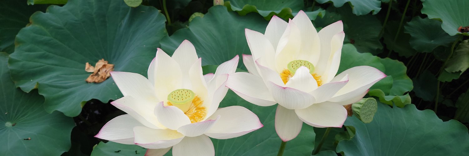 シルヴィア banner