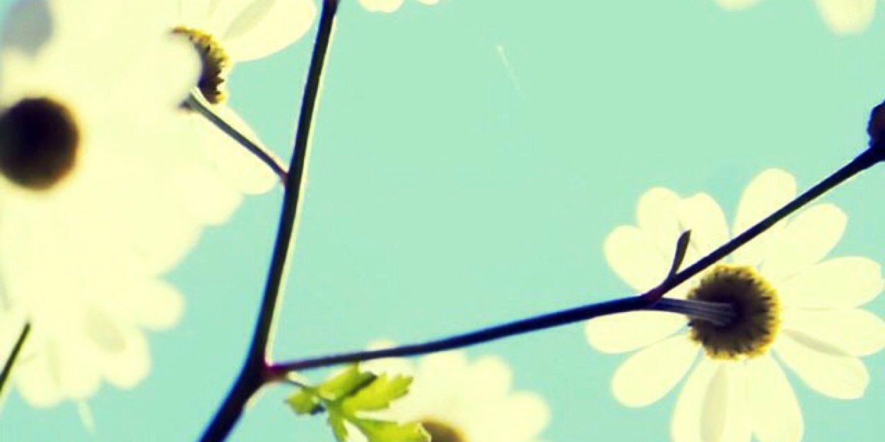 vanessa_piredda's profile banner image