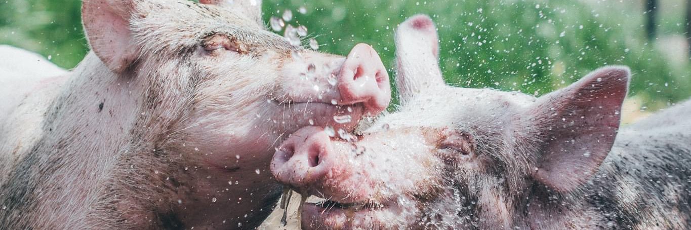 House of Animals banner