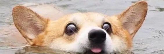 nswizz's profile banner image