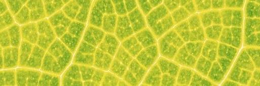 FrokehFrosch's profile banner image