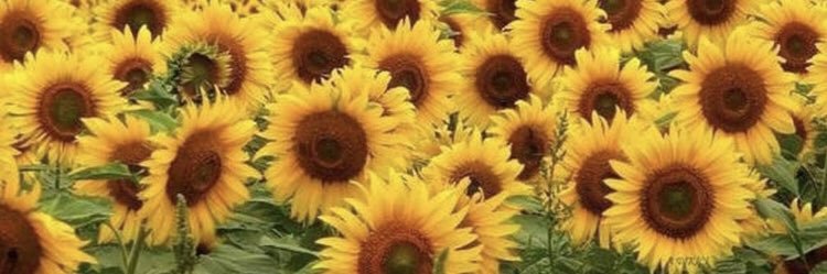 LStansbury's profile banner image