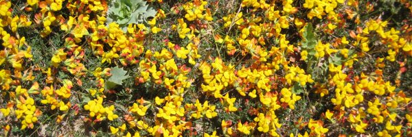 WillAAW Profile Banner