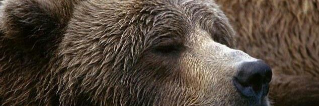 qureshi .💜💖💜💖💖 banner