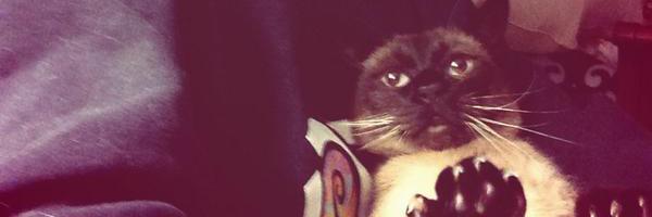 TheCatMrG's profile banner image