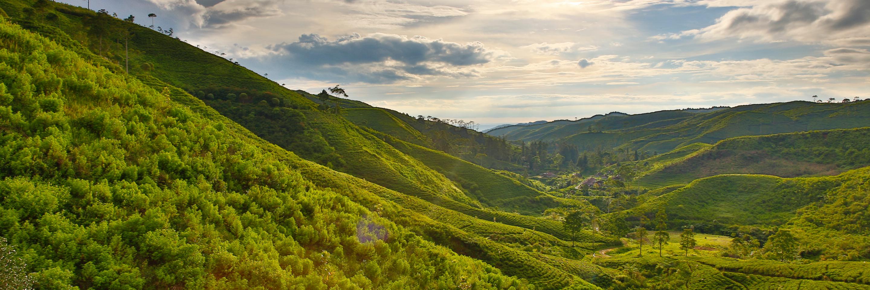 BukitsariTea's profile banner image