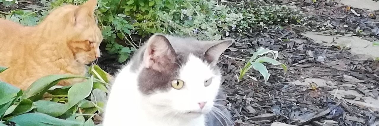 🩵🐰 deputy rabbit appreciator 🐰🩵 banner