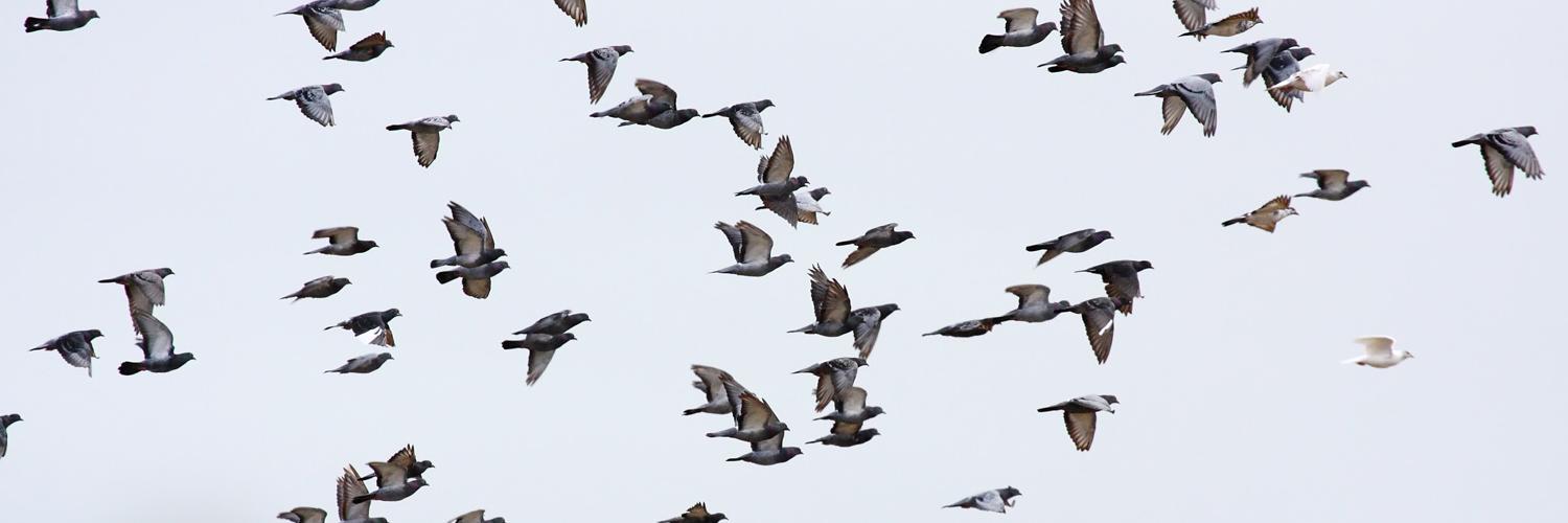 RaptorAlliance's profile banner image