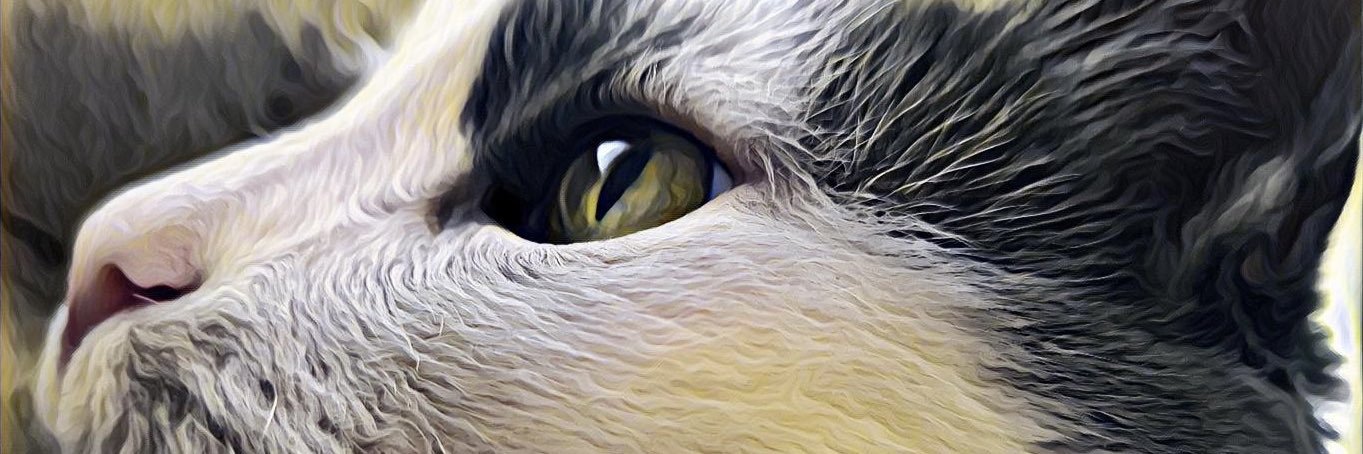 brchrgl's profile banner image