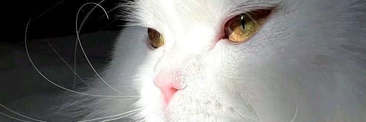 mrnothing_2's profile banner image