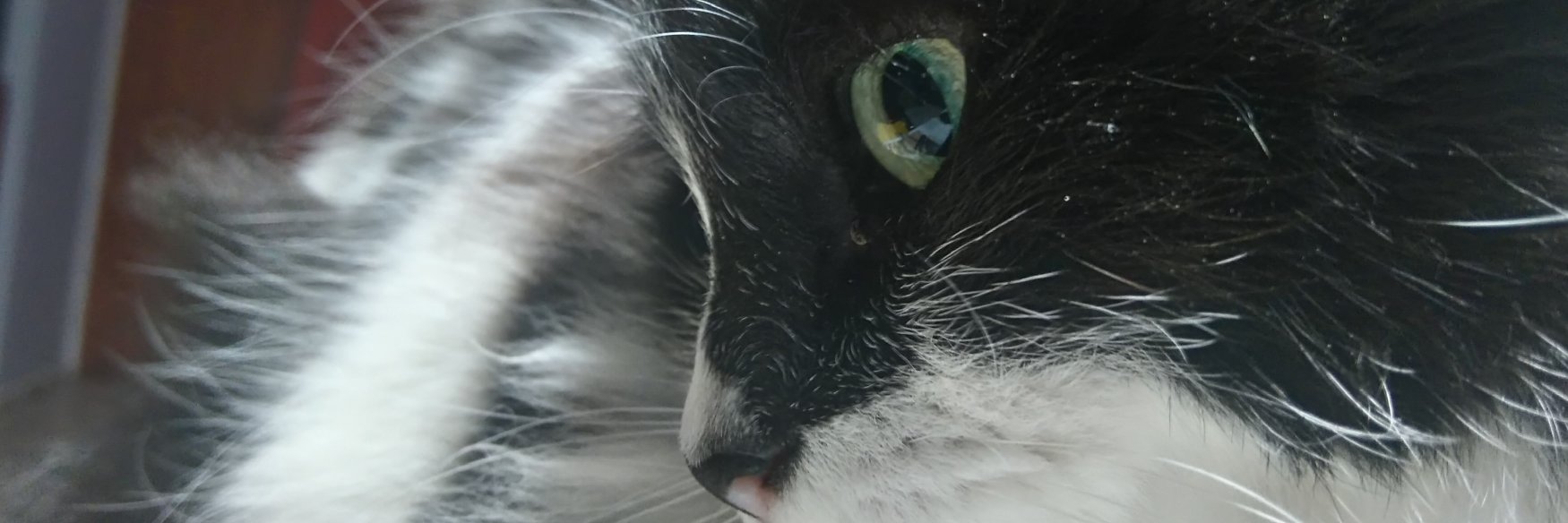 Steph Orellana Bello banner