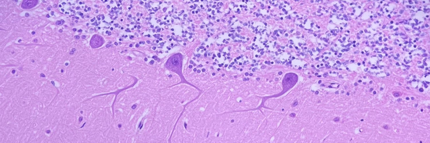 Neda Wick, MD banner