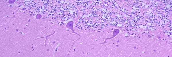 NedaWickEdPath Profile Banner