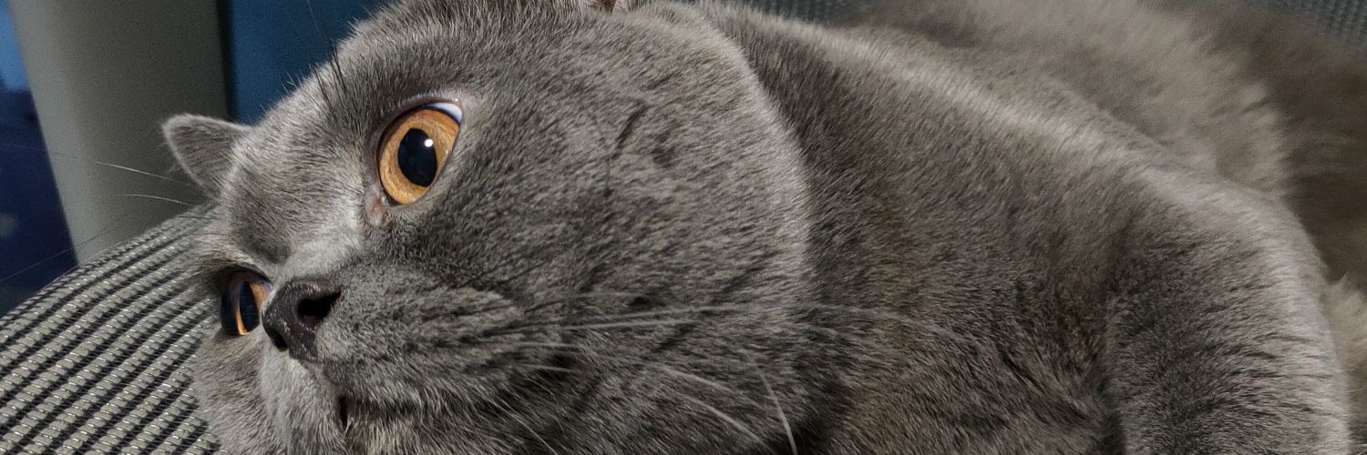 jonah_bactabvee's profile banner image