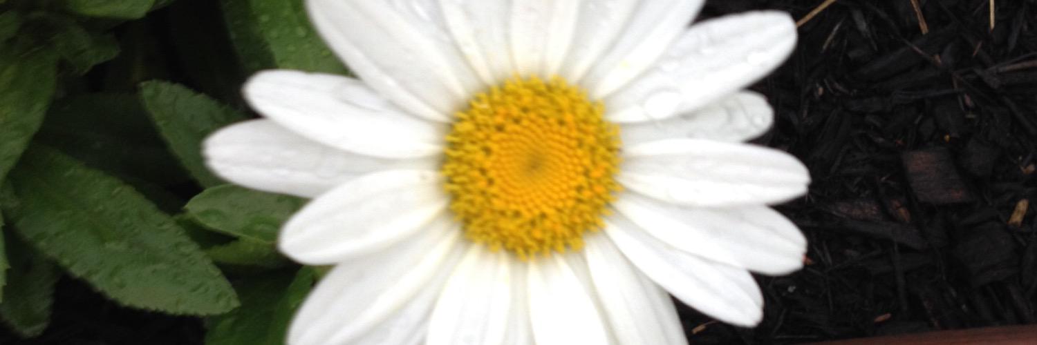 pfp1961's profile banner image