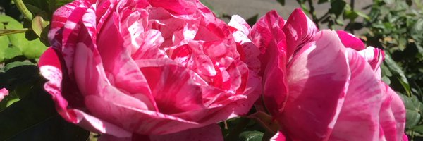 Inclinepress Profile Banner