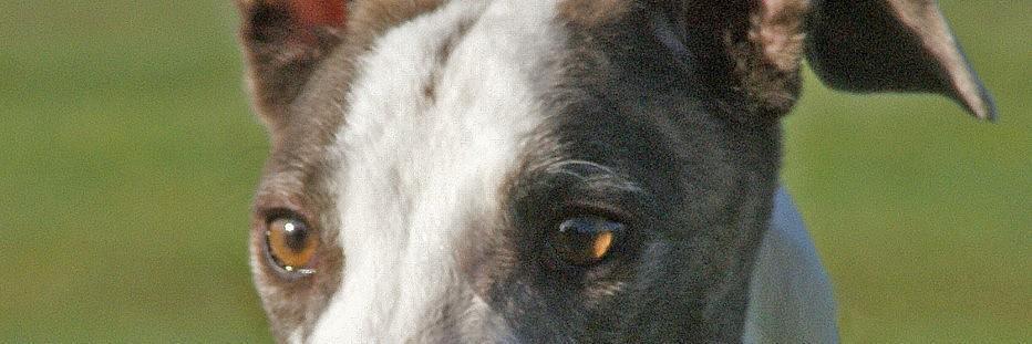 GreyhoundPetsNW's profile banner image