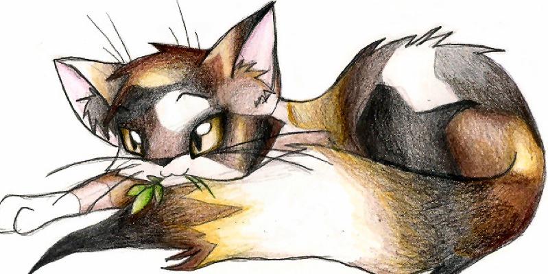 Dappledpaw's profile banner image