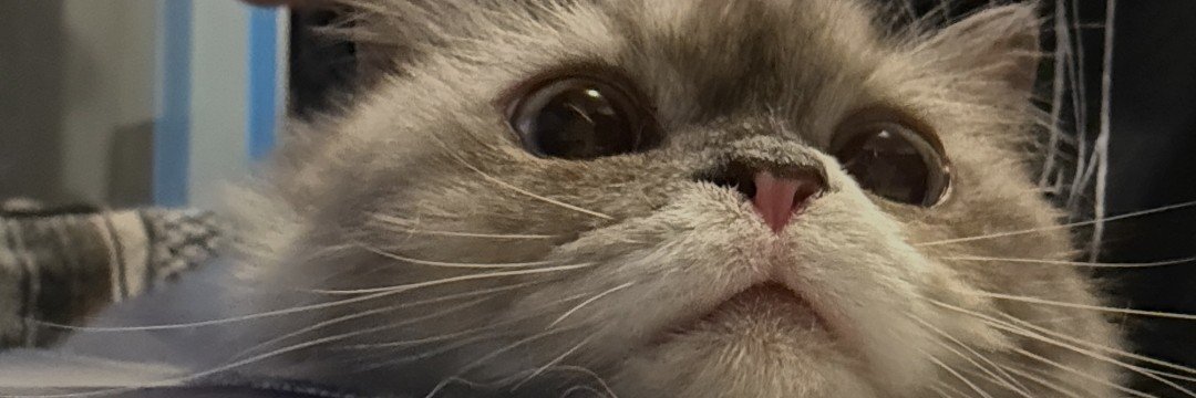 chronicallyvik's profile banner image