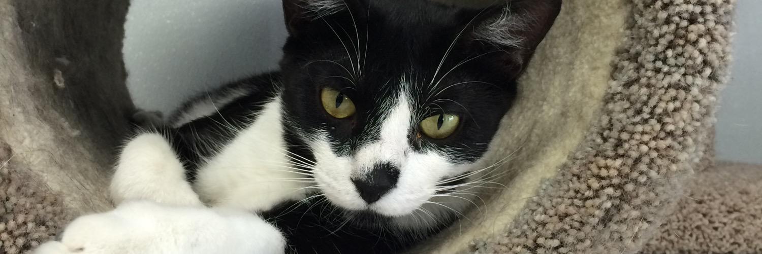 CatNap fromthe Heart banner