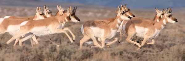 sheyckwilliams Profile Banner