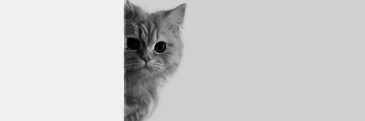 NeysaOsin's profile banner image