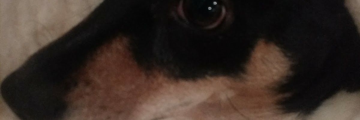 LidiaGeorgina's profile banner image