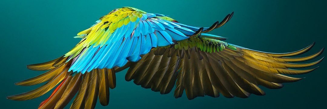 fmamabolo's profile banner image
