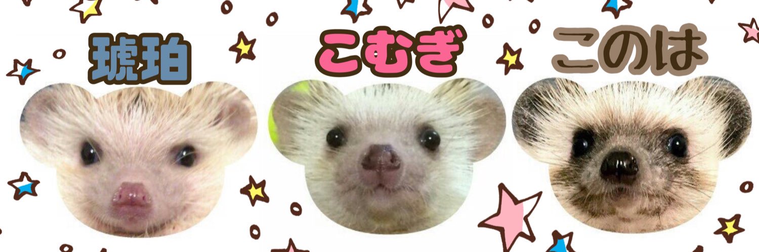 komugiHedgehog's profile banner image