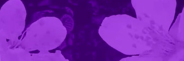viincent_ag's profile banner image